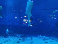 -烟台海昌鲸鲨海洋公园