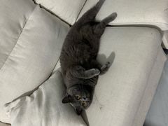 -瑞派福兴宠物医院犬猫全科·骨科·中西医结合(河东店)