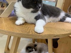 -藏猫猫咖啡主题馆(中央大道店)