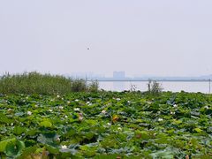 -七的湖·晚芳亭·阳澄湖农家菜·大闸蟹(莲花岛店)