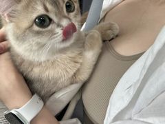 -lincat·猫舍(广州店)