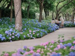 -上海共青森林公园