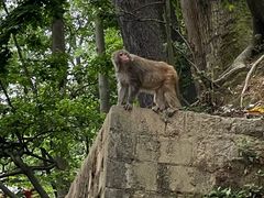 -黔灵山公园