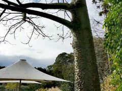 -墨尔本皇家植物园