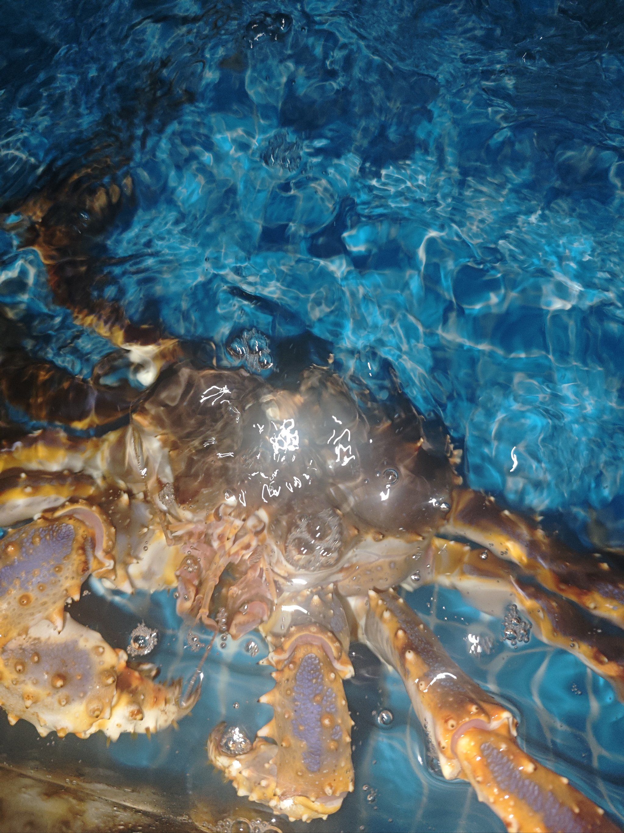 0元玩转这座城#大螃蟹#养殖技术全程指导#水下#水下世界#螃蟹#养殖