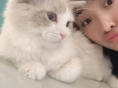 -飞行喵MR PILOT|猫舍·猫咖(静安大融城店)