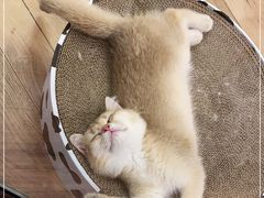 -袖虎·猫馆(体育西路店)