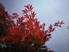 -洨河生态公园