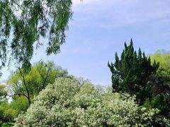 -上海共青森林公园