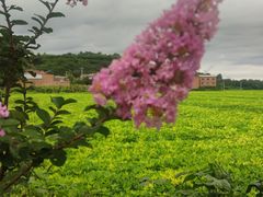 -铁谢李松祖传羊肉汤馆