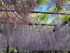 -嘉定紫藤园