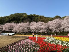 -苏州上方山国家森林公园