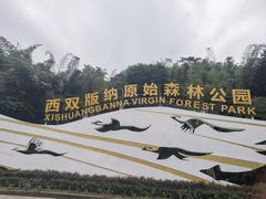 -西双版纳原始森林公园