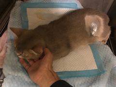 -瑞派康怡24h宠物医院·犬猫医疗中心·微创绝育(瑞景分院)