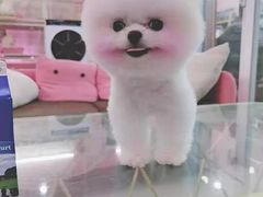 -宠爱多约克夏马尔济斯泰迪小型犬专卖