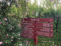 -鹅湖玫瑰文化园
