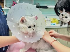 -北京观赏动物医院·24小时大型综合·猫专科·异宠专科