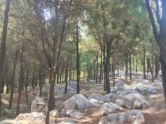 -原山国家森林公园