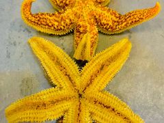 -夏威夷火锅烤肉自助餐厅(茂业店)