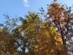 -小芝红树林