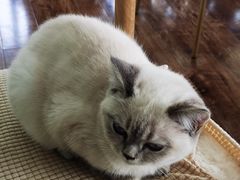 -这儿没有猫·猫咖萌宠馆·撸猫