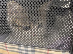 -瑞派动物医院·猫专科·至诚(江南中分院)