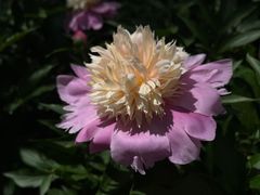 -石家庄市植物园