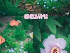 -上海辰山植物园