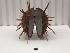 -青岛贝壳博物馆