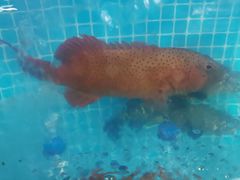 -琼大师东方烤乳猪(亚特兰蒂斯店)