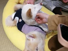 -逗柴咖啡屋·狗咖猫咖宠物桌游