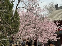 -桃花堤公园