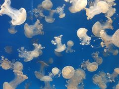 -海合安成都极地海洋公园