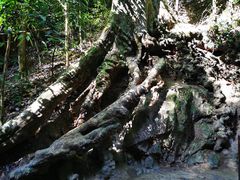 -西双版纳原始森林公园