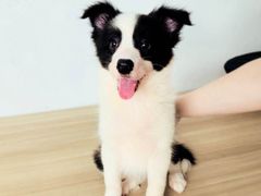 -翊宠yipet猫狗购宠庄园犬舍•猫舍