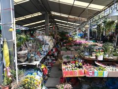 -曲阳花鸟市场(曲阳路店)