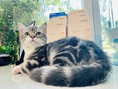 -纳吉亚猫专科动物医院·北北分院