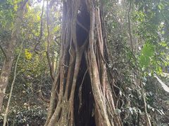 -中国科学院西双版纳热带植物园