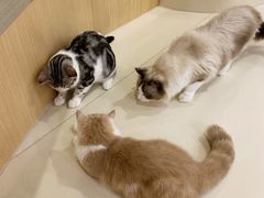 -飞行喵MR PILOT|猫舍·猫咖(静安大融城店)