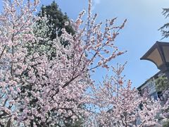 -桃花堤公园