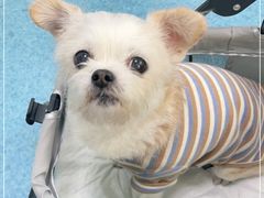 -北京赛佳动物医院