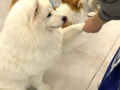 -安格丽娜·狗咖·猫咖羊驼咖(春熙路百盛商场店)