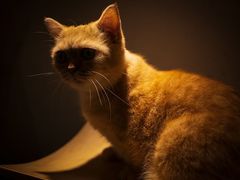 -飞行喵MR PILOT|猫舍·猫咖(静安大融城店)