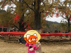 -千年银杏谷文化旅游区