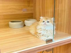 -猫十亿·布偶金渐层·曼基康矮脚猫舍(青年路店)