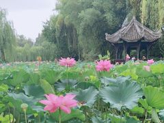 -桂湖森林公园