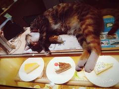 -猫的天空之城概念书店(杭州南宋御街店)