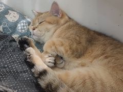 -COLOR PETS 撸猫馆·购猫·猫咖(长风大悦城店)