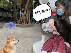 -柴犬高等学院·狗咖·柴犬售卖·宠物训练