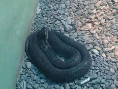 -新疆天山野生动物园